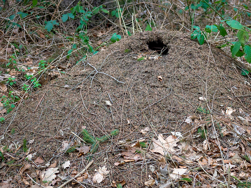 Das Bild zeigt einen großen Ameisenhaufen im Wald, der aus Nadeln, kleinen Zweigen und Blättern besteht. Deutlich sichtbar ist ein großes Loch an der Oberseite des Haufens. Rundherum liegen trockene Blätter, einige grüne Pflanzen und Äste. Das Loch könnte durch einen Specht entstanden sein, der nach Ameisen und deren Larven gesucht hat. Die Umgebung wirkt naturbelassen und leicht überwuchert.
